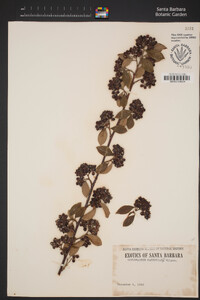 Cotoneaster harrovianus image