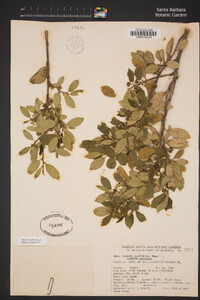 Frangula californica subsp. cuspidata image