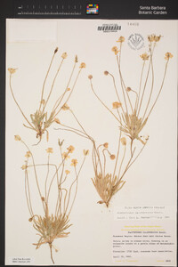 Platystemon californicus image