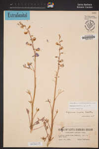 Delphinium parishii subsp. parishii image