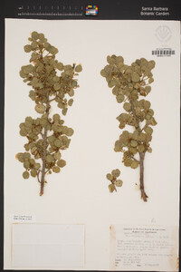 Rhamnus ilicifolia image