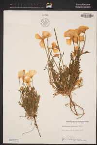 Eschscholzia caespitosa image