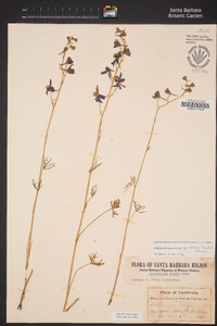 Delphinium parryi image