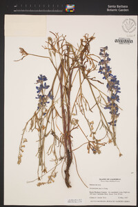 Delphinium parryi subsp. parryi image