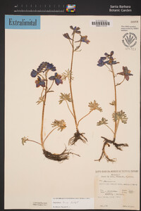 Delphinium bicolor image