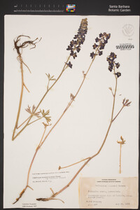 Delphinium hansenii subsp. ewanianum image