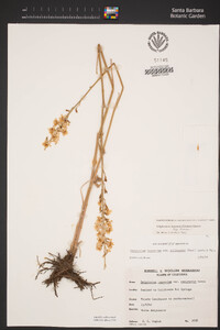 Delphinium hansenii subsp. hansenii image