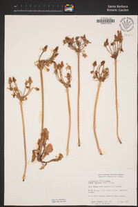 Primula clevelandii image