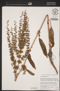 Rumex stenophyllus image