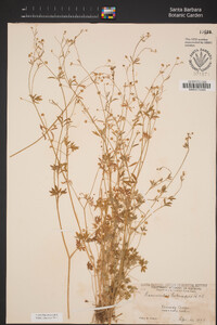 Ranunculus hebecarpus image