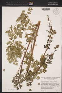 Thalictrum fendleri image