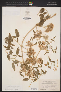 Clematis ligusticifolia image