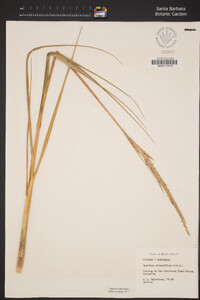 Spartina alterniflora image