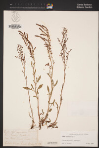 Rumex acetosella image