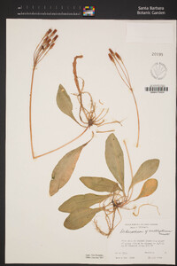 Image of Primula fassettii