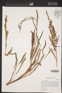 Rumex salicifolius image