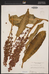 Rumex hymenosepalus image