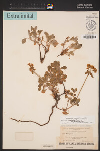 Eriogonum umbellatum var. dichrocephalum image