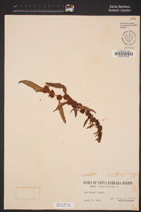 Rumex fueginus image