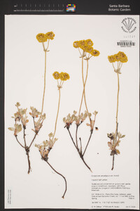 Eriogonum umbellatum var. munzii image