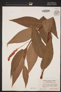 Persicaria amphibia image