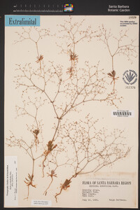 Oxytheca dendroidea subsp. dendroidea image