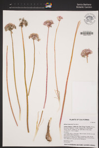 Allium marvinii image