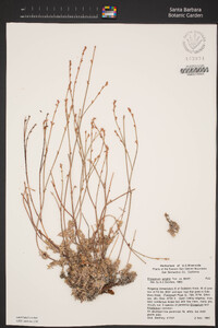 Eriogonum wrightii var. wrightii image