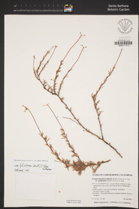 Eriogonum fasciculatum image