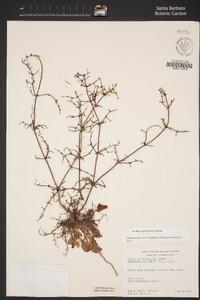 Eriogonum microtheca var. laxiflorum image