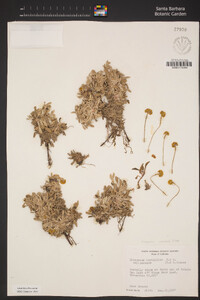 Eriogonum incanum image