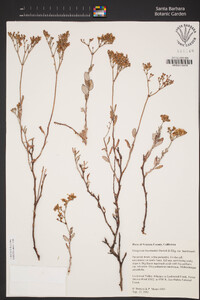 Eriogonum heermannii var. heermannii image