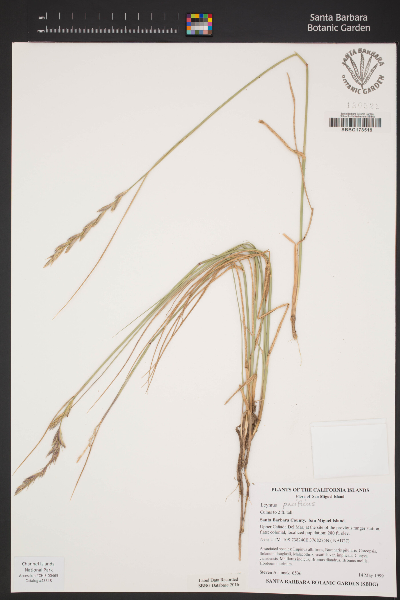 Elymus pacificus image