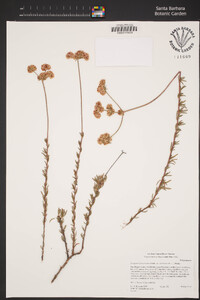 Eriogonum fasciculatum image