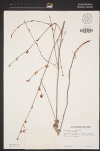 Eriogonum elongatum var. elongatum image