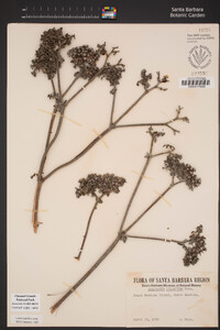 Eriogonum giganteum var. compactum image