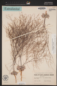 Eriogonum elegans image