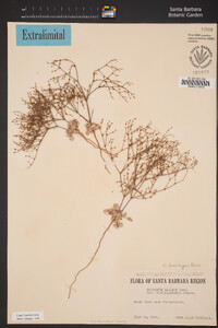 Eriogonum brachyanthum image