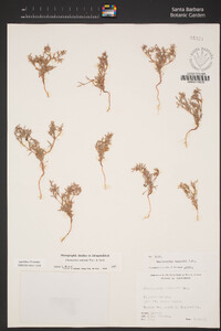 Chorizanthe watsonii image