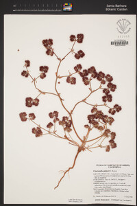 Chorizanthe palmeri image