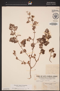 Chorizanthe palmeri image