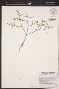 Eriogonum bifurcatum image