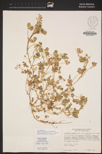 Trifolium fucatum image