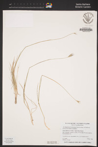 Hordeum brachyantherum subsp. californicum image