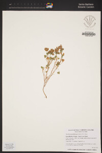 Trifolium gracilentum image