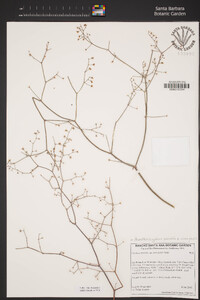 Acanthoscyphus parishii var. cienegensis image