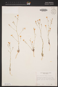 Saltugilia splendens subsp. splendens image