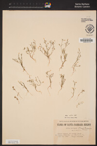 Navarretia capillaris image