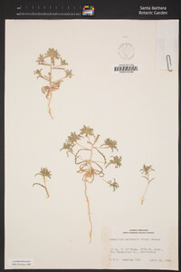 Loeseliastrum matthewsii image