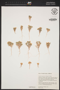 Linanthus parryae image